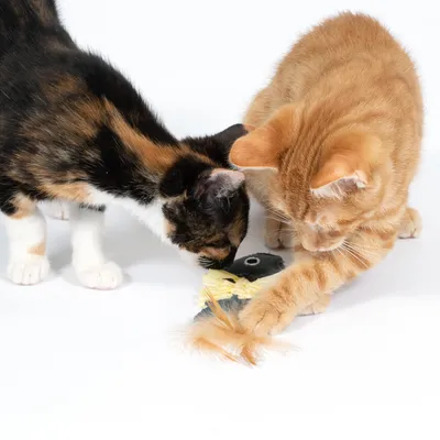 Deux chats jouent avec un jouet en forme de poisson muni de plumes sur fond blanc. Jouet visible au centre, chats tigré roux et tricolore à gauche.