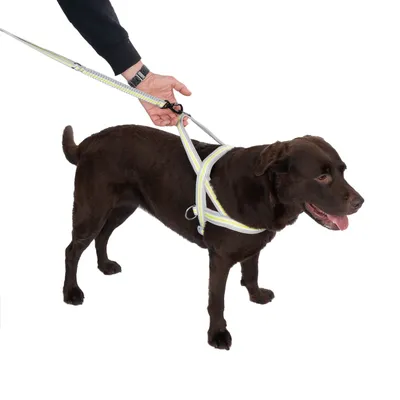 Brauner Hund mit reflektierendem Geschirr und Leine, gehalten von einer Hand. Demonstration der Nutzung des Produkts.