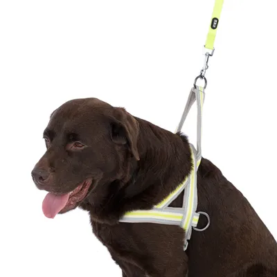 Brown dog wearing a reflective yellow and white harness with lead, suitable for walks and safety in the dark.
