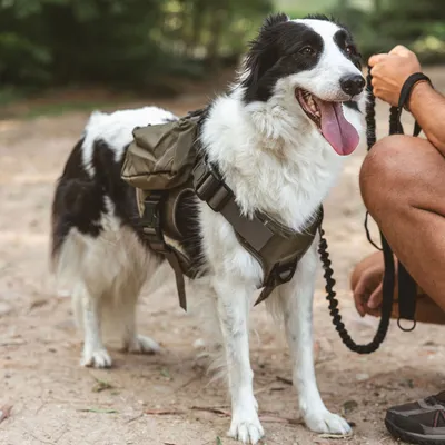 Hund mit olivgrünem Geschirr und Taschen, geeignet für Outdoor-Aktivitäten. Person hält die Leine des Hundes.