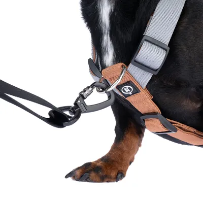 Nahaufnahme eines braunen und grauen Hundegeschirrs mit Metallring und schwarzem Karabinerhaken, befestigt an einer Leine.