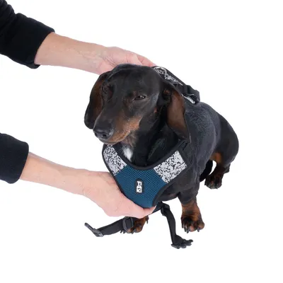 Hundegeschirr in Blau mit reflektierenden Mustern, an einem Dackel angepasst. Hände zeigen die richtige Anlegeweise.