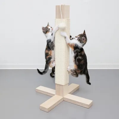 Twee katten spelen op een krabpaal van hout met sisal en hangende bal. Geschikt voor nagelverzorging en speelactiviteiten.