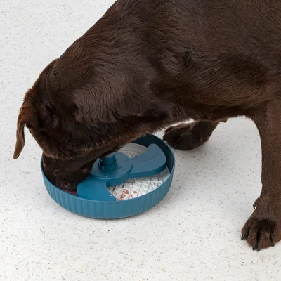 Kutya eszik egy kék, akadállyal ellátott, lassú etetést segítő tálból.