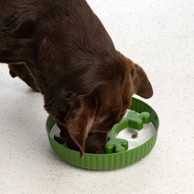 Dog eating from a green anti-gulp bowl with bone-shaped obstacles that promote slow eating.