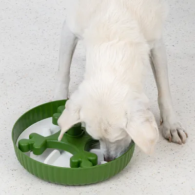 Dog eating from a green anti-gulp bowl with bone-shaped obstacles, designed for slow feeding.