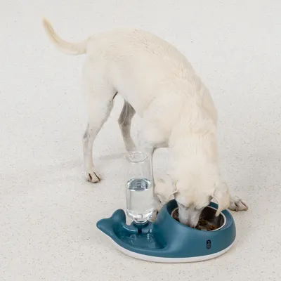 Weisser Hund frisst aus einem blauen Futternapf mit integriertem Wasserspender.