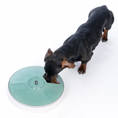 Dog eating from a green, round food dispenser with viewing window and 'FLY' logo.