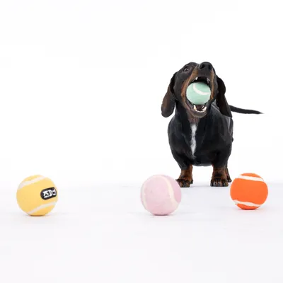 Gravhund med grøn tennisbold i munden, omgivet af tre andre bolde i gul, pink og orange.