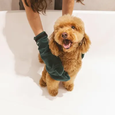 Hund wird mit grünen Pflegehandschuhen in einer Badewanne gereinigt.