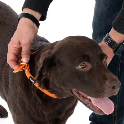 Brauner Hund mit orangefarbenem Halsband, das von einer Person angepasst wird. Sichtbares Logo auf dem Halsband: EQDOG.