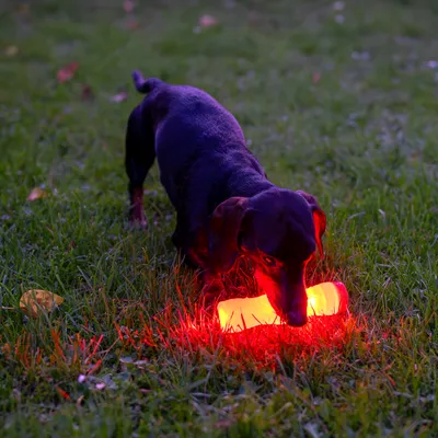 Hund leger med lysende rød legetøjsben på en græsplæne. Produktet har lyseffekt for bedre synlighed i mørke.