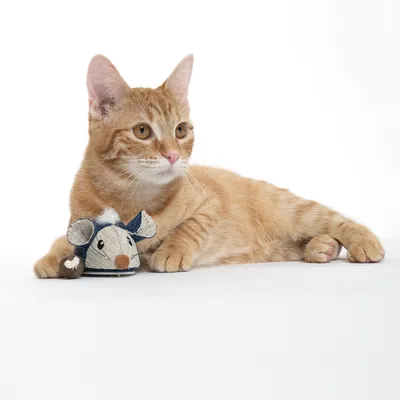Red cat lying next to a toy shaped like a fabric mouse with blue and white accents.