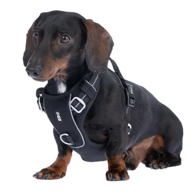 Dackel trägt ein schwarzes Hundegeschirr mit reflektierenden Streifen und Metallringen, Marke TIAKI sichtbar auf dem Geschirr.
