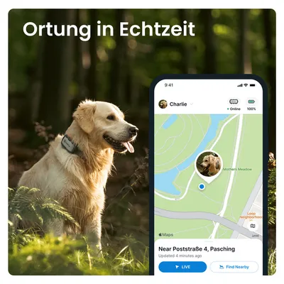Golden Retriever mit GPS-Halsband. Smartphone zeigt Echtzeit-Ortung auf Karte: Standort nahe Poststraße 4, Pasching. Buttons für Live-Tracking und Umgebungssuche sichtbar.