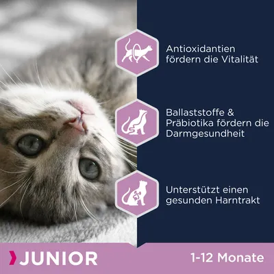 Junior Katzenfutter für 1-12 Monate: Antioxidantien fördern Vitalität, Ballaststoffe & Präbiotika unterstützen Darmgesundheit, fördert gesunden Harntrakt.