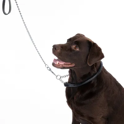 Bruine hond met zwarte halsband en metalen ketting, toont het gebruik van een hondenhalsband met lijn.