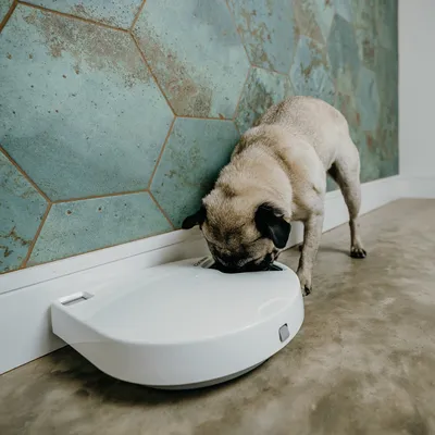 Hund frisst aus einem weissen automatischen Futterspender auf einem Betonboden vor einer Wand mit grünem Muster.