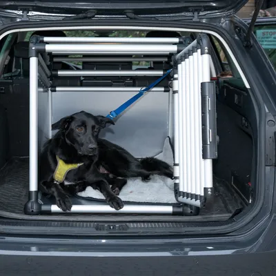 Hund in einer Transportbox aus Metall und Kunststoff im Kofferraum eines Autos, gesichert mit einem blauen Sicherheitsgurt.
