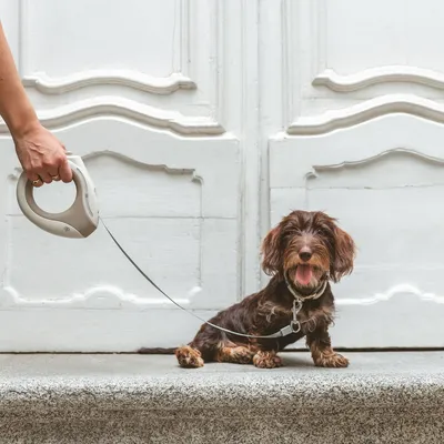 Mano che tiene un guinzaglio estensibile per cani con impugnatura ergonomica, collegato a un cane di piccola taglia. Adatto per passeggiate e controllo della libertà di movimento.