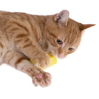 Rote Katze spielt mit einem gelben Spielzeugwürfel. Fokus auf die Vorderpfoten und das Spielverhalten.