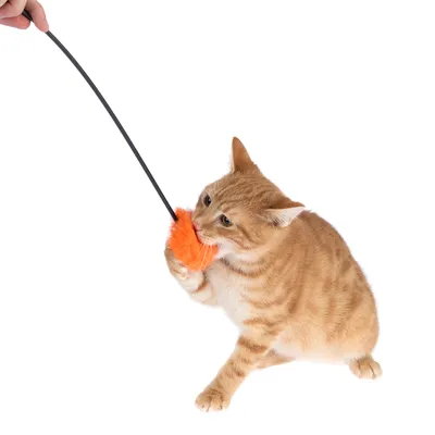 Gato rojo juega con un ratón de juguete naranja en una varilla negra, sostenida por una mano.
