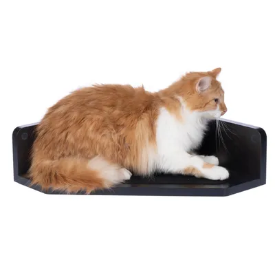 Gatto rosso e bianco sdraiato su una mensola nera a muro con bordi laterali.