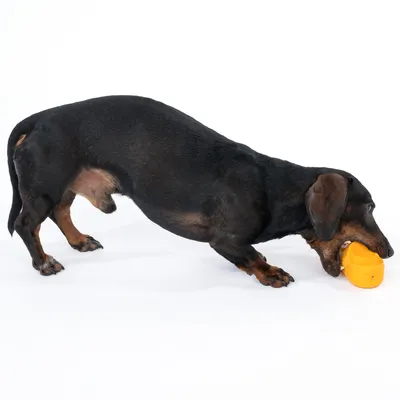 Perro juega con un juguete naranja apto para masticar.