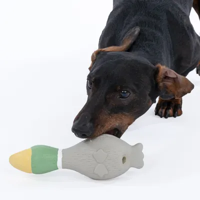 Chien noir tenant un jouet en forme de poisson gris avec queue verte et bec jaune dans la gueule, matériau plastique visible.