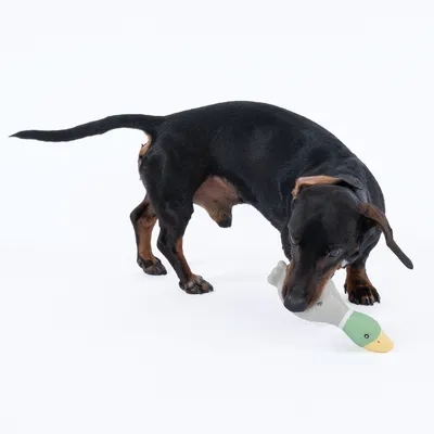Chien noir et feu tenant un jouet en forme de canard dans sa gueule, sur fond blanc. Jouet en tissu avec tête verte et bec jaune visibles.