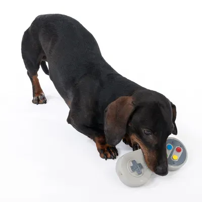 Tamn smeđi pas igra se sivom igračkom u obliku gamepada.