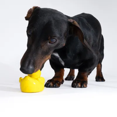 Dog playing with yellow duck-shaped toy.