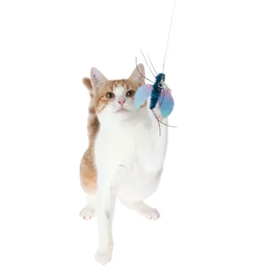 Giocattolo per gatti: farfalla su una corda, catturata da un gatto con la zampa.