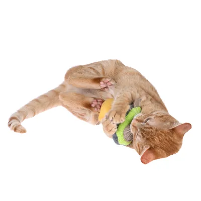Rote Katze spielt mit einem bunten Stoffspielzeug in Grün und Gelb.