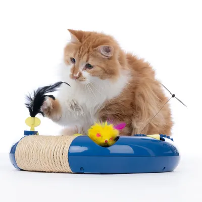 Toy for cats: blue interactive device with sisal rope, yellow feather rod and yellow plush mouse. Cat plays with the black feather.