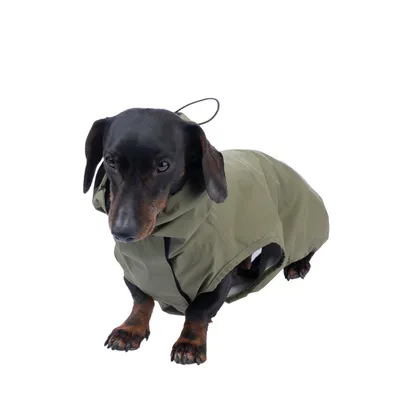 Dackel trägt olivgrünen Hundemantel mit Kapuze und schwarzem Reissverschluss, geeignet für kaltes Wetter.