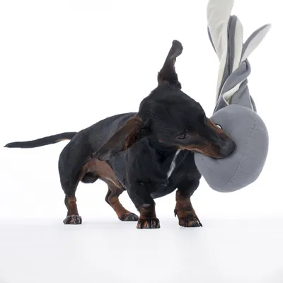Hund leger med gråt stoflegetøj. Demonstration af brugen af legetøjet.