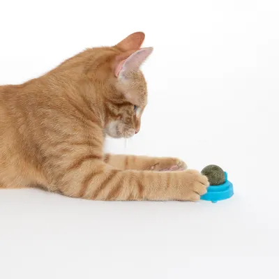 zooplus Basics kattemynteball