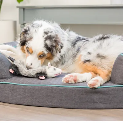 Dog playing with a plush toy shaped like an opossum on a grey dog bed.