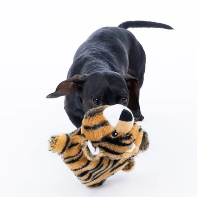 Sort hund leger med et plysdyr i tigerform.