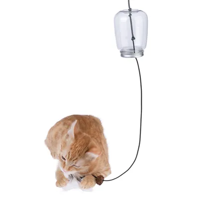 Spielzeug mit hängendem Glasbehälter und Schnur, orangefarbene Katze spielt damit.