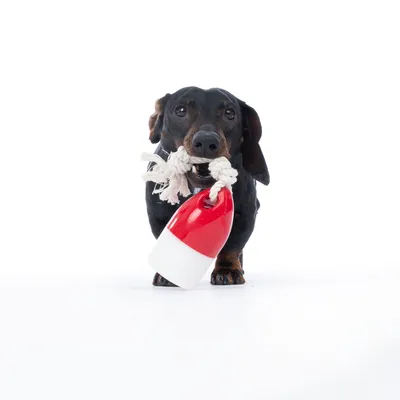 Chien tenant un jouet en corde blanche avec une extrémité en plastique rouge et blanc dans la bouche, sur fond blanc.