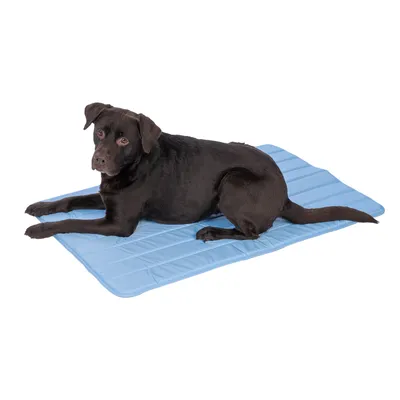 Czarny pies leży na niebieskiej macie chłodzącej. Mata z pikowanym wzorem, odpowiednia dla zwierząt domowych do schładzania.