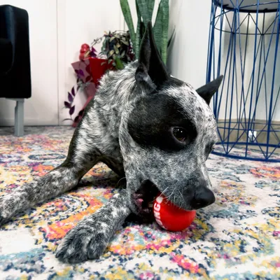 Dog playing with red KONG toy on a colourful rug. Surroundings with plants and furniture visible.