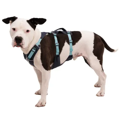 Hond met zwart-witte vacht draagt een donkerblauw tuigje met turquoise banden en gespen. Tuigje heeft verstelbare banden en draaggreep.