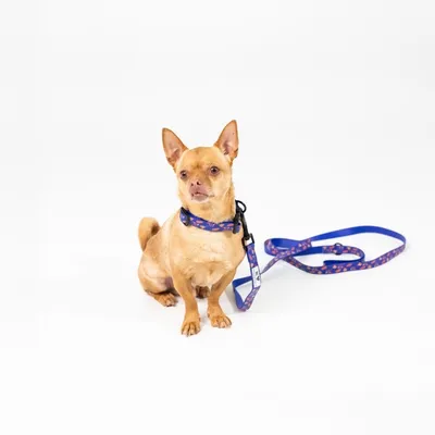 Petit chien portant un collier bleu avec laisse assortie en tissu, motifs colorés visibles, assis sur fond blanc.