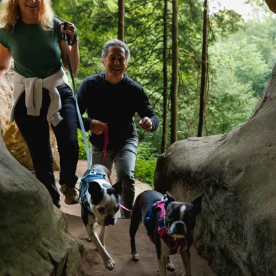 Zwei Hunde mit farbigen Geschirren und Leinen werden von zwei Personen durch eine Waldlandschaft geführt.