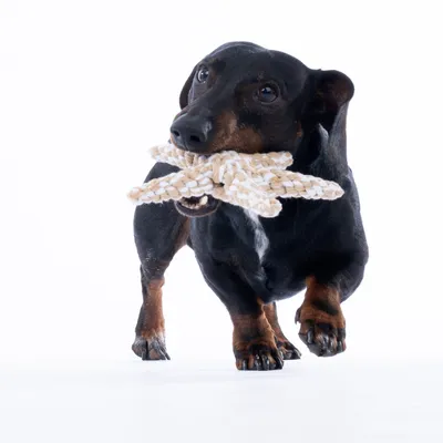 Hund mit beige-weissem Spielzeug aus geflochtenem Seil im Maul, geeignet für interaktives Spielen.