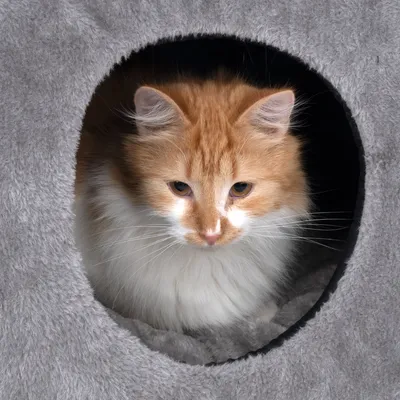 Cat cave made of grey plush material with round entrance, suitable as a retreat for cats.