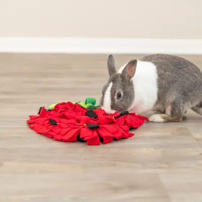 Kaninchen untersucht eine rote Schnüffelmatte mit schwarzen und grünen Akzenten auf einem Holzboden.
